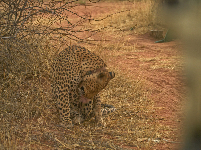 Leopard, Okonjima